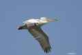 Кудрявый пеликан фото (Pelecanus crispus) - изображение №136 onbird.ru.<br>Источник: birds.nature4stock.com